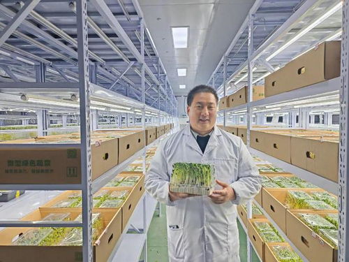別說你還沒吃過芽苗菜，它可能是你旅途中最驚喜的一味